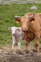20240615-43 3348-Vache et veau Cantal