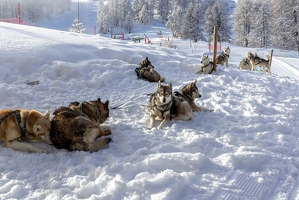 20250107-10 4722-Vars chiens traineau
