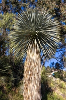 20250111-17 4958-Yucca rostre Bormes les Mimosas