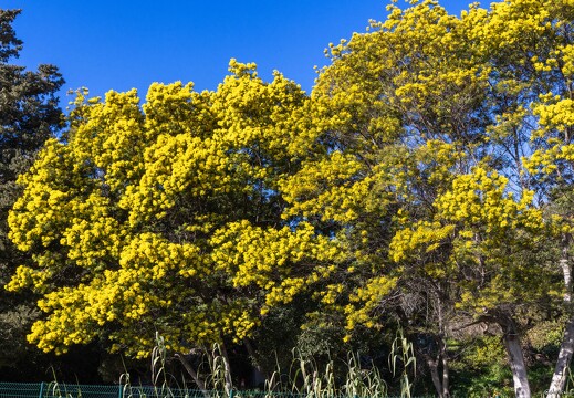 20250112-12 5071-Mimosa a Giens