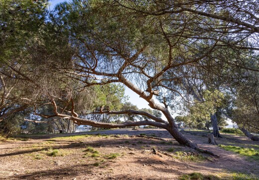 20250112-44 5124-Hyeres Pin parasol