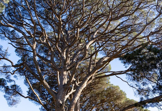 20250114-094 5440-Saint Tropez autour de la Citadelle