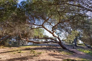 20250112-44 5124-Hyeres Pin parasol
