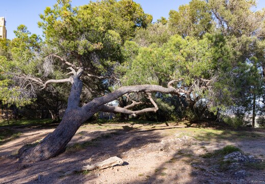 20250112-45 5125-Hyeres Pin parasol