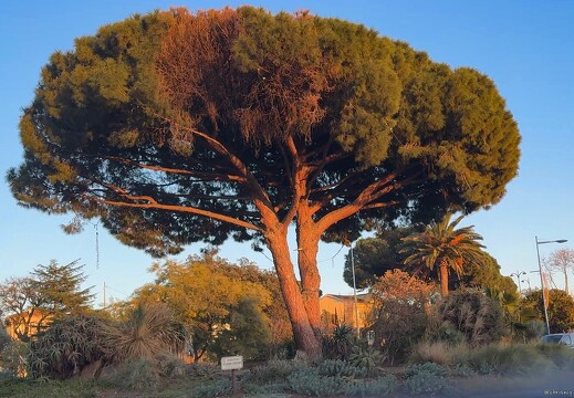 20250113-45 9711-Bormes les Mimosas Pin au Rond Point