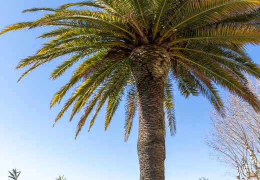 20250114-015 5324-Saint Maxime