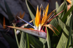20250115-69 5605-Strelitzia Oiseau de Paradis Grimaud