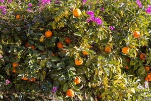 20250115-74 5608-Orangers Grimaud