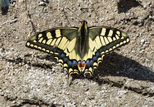 20250608-53 0215-Machaon La Berarde