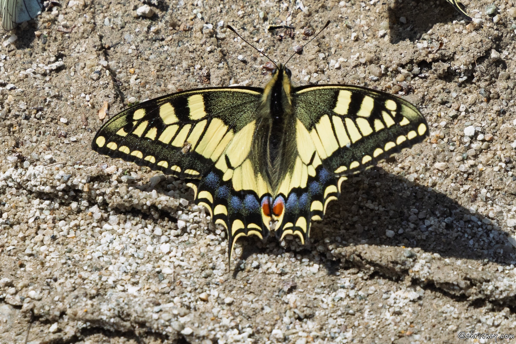 20250608-53_0215-Machaon_La_Berarde.jpg