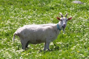 20250611-23 0583-Chevre