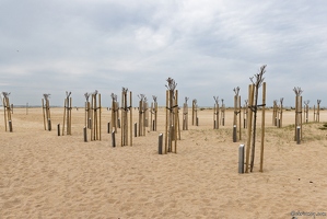 20250412-79 8657-Ouistreham Arbres de la liberte
