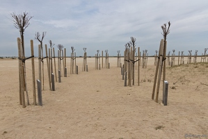 20250412-80 8659-Ouistreham Arbres de la liberte