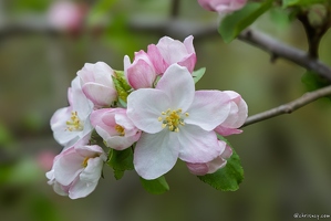 20250413-102 8683-Fleurs cerisier Prieure de Saint Gabriel