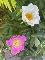 20250530-2981-jardin Estelle