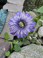 20250530-2984-jardin Estelle