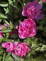 20250530-2985-jardin Estelle
