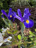 20250530-2986-jardin Estelle