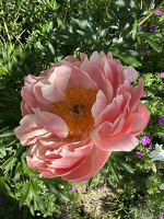 20250530-2990-jardin Estelle