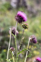 20250607-28 0111-Chardon penche