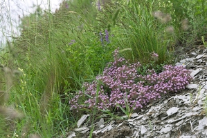 20250607-30 0142-Saponaire