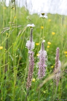 20250607-31 0143-Plantain