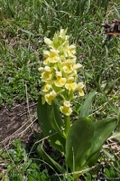 20250609-78 3222-Orchis pale ou Orchis Jaune Alpe Huez