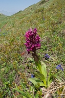 20250609-79 3227-Orchis de Traunsteiner Alpe Huez