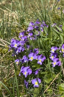 20250609-80 3229-Pensee des Alpes Alpe Huez