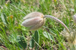 20250609-83 3273-Anemone de printemps Alpe Huez