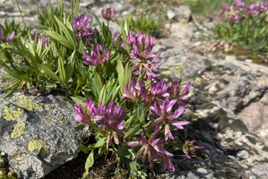 20250609-85 3284-Trefle alpin Alpe Huez