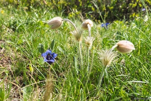 20250609-84 3274-Anemone de printemps Alpe Huez