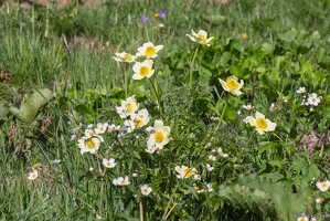 20250610-47 0498-Pulsatiles des Alpes col du sabot