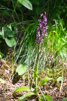 20250610-52 0444-Orchis male Cascade de la fare