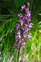 20250610-53 0446-Orchis male Cascade de la fare