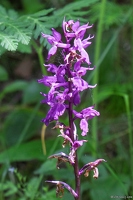 20250610-54 0447-Orchis male Cascade de la fare