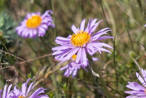 20250617-034 0693-Aster des Alpes