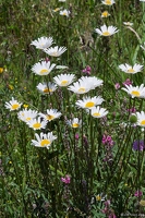 20250617-036 0716-Marguerite alpestre