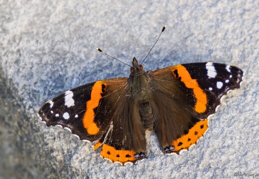 20250919-50 1402-Papillon Vulcain Vanessa atalanta