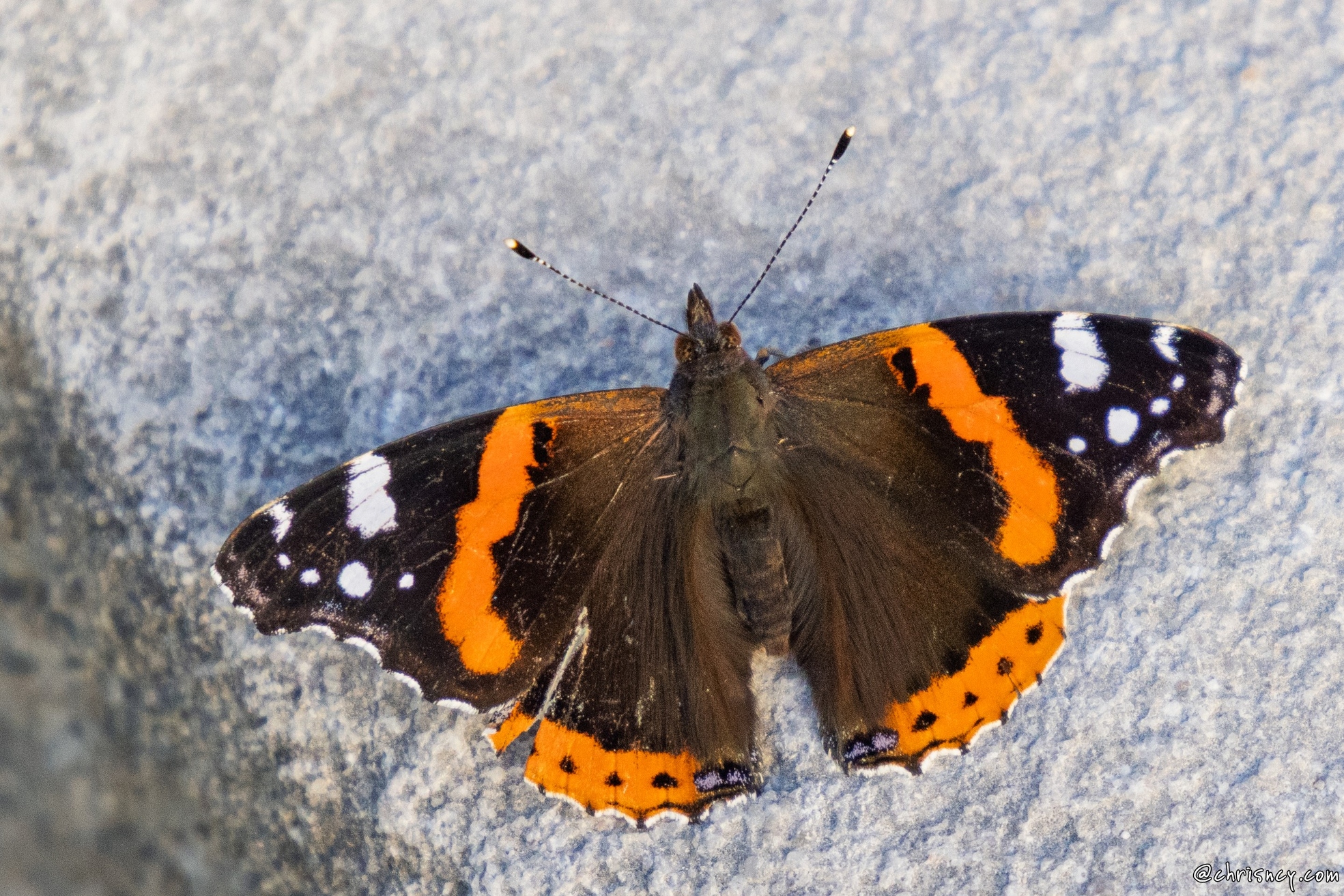 20250919-50_1402-Papillon_Vulcain_Vanessa_atalanta.jpg