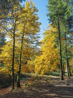 20251011-16 6545-Blanchemer