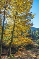 20251011-17 6546-Blanchemer