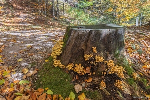 20251011-25 6556-Blanchemer