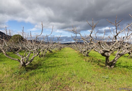 Sollies Verger de figuiers