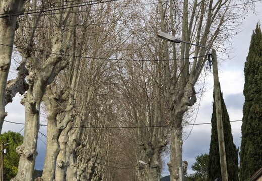 Brignolles Platanes