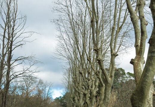 Route de Brignolles platanes