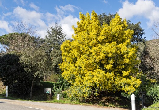 20260130-03 2370-Mimosas dans les Maures