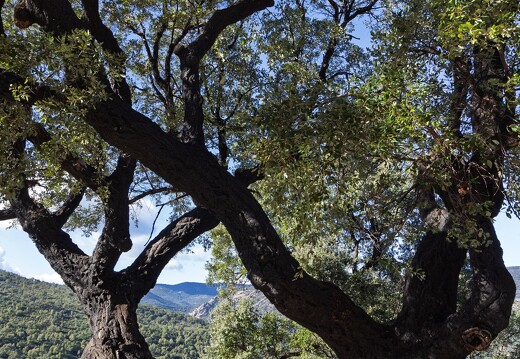 20260130-11 2416-A la stele des pompiers dans les Maures