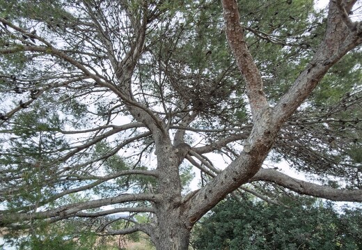 20260205-15 9603-Les Vieux Salins Le Pin d Alep