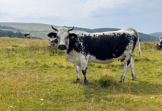 20220720-3351-Vache vosgienne